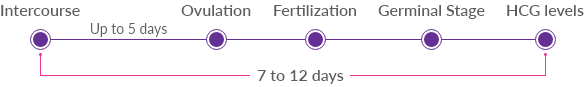 Implantation timeline