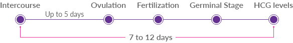 implantation timeline